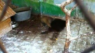 Бобёр против сурка - смотреть видео (0:45)