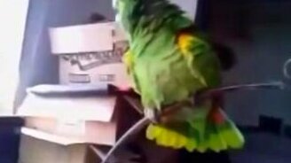 Попугай и оперный певец - смотреть видео (4:16)