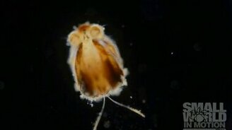 Блоха под микроскопом - смотреть видео (0:34)