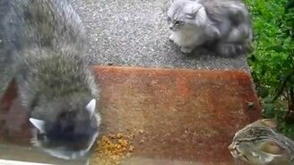 Еноты-воришки и еда - смотреть видео (1:26)