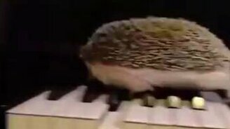 Ёжик-джазист на пианино - смотреть видео (0:07)