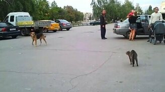 Очень агрессивная кошка - смотреть видео (0:19)