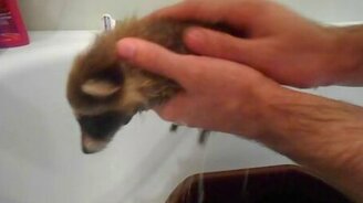 Купание маленькой енотихи - смотреть видео (2:00)