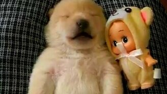 Щенку что-то снится - смотреть видео (0:49)