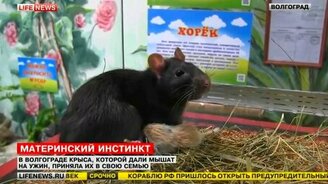 Крыса приняла в семью мышат - смотреть видео (2:03)