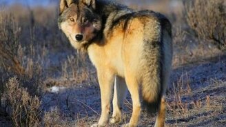 Волк отомстил без крови - смотреть видео (1:41)