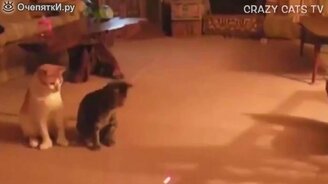 Кошки реагируют на лазер - смотреть видео (2:40)