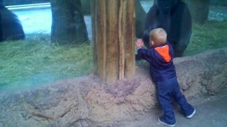 Мальчик и детёныш гориллы играют в прятки - смотреть видео (0:26)