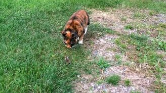 Мышка играет с кошкой - смотреть видео (1:58)