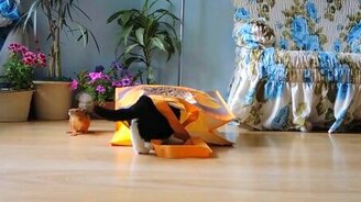 Кошки, белочка и сумка - смотреть видео (3:55)