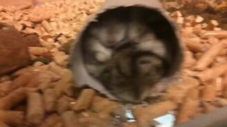 Хомячки в картонной втулке - смотреть видео (0:14)