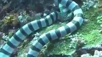 Морская змея поглотила мурену - смотреть видео (2:18)