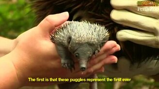 Подросший детёныш ехидны - смотреть видео (0:51)