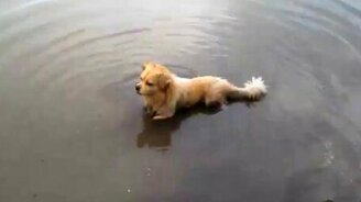 Свиноподобные собаки - смотреть видео (2:25)