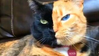 Очень необычный кошачий окрас - смотреть видео (1:29)