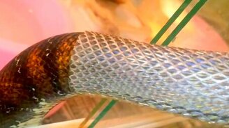 Как линяет питон - смотреть видео (0:48)