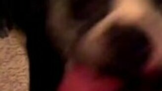 Пёс-танцор зовёт в пляс своего хозяина - смотреть видео (0:24)