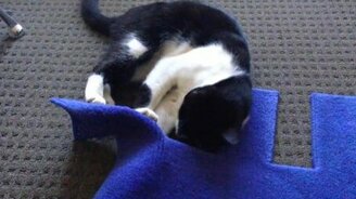 Кот против края коврика - смотреть видео (0:42)