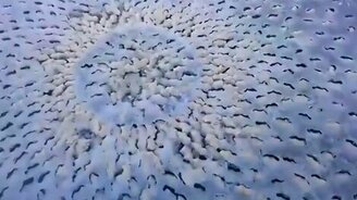 Таинственный круг на озере - смотреть видео (1:54)