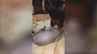 Доберман выражает любовь к кошке - смотреть видео (0:17)