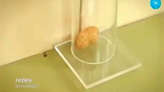 Человек тупее орангутана? - смотреть видео (1:03)