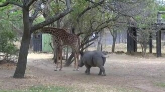 Глупый носорожик и серьёзный жираф - смотреть видео (0:16)