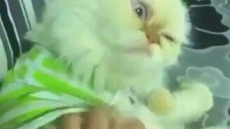 Кривомордый котяра - смотреть видео (0:15)