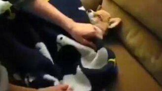 Забота о спящем щенке - смотреть видео (0:33)