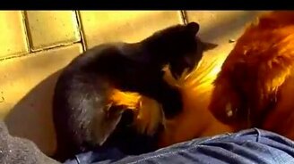 Подружились - смотреть видео (0:48)