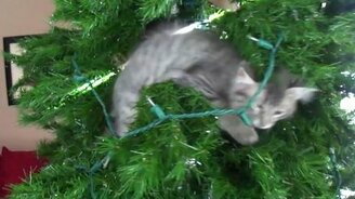 Котята оккупировали ёлку - смотреть видео (0:23)