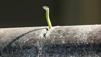 Змейка вовремя прячется - смотреть видео (0:53)