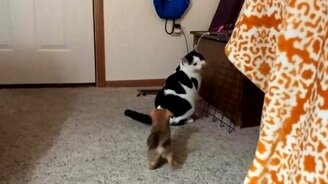 Забавный щенок и жирный кот - смотреть видео (0:24)