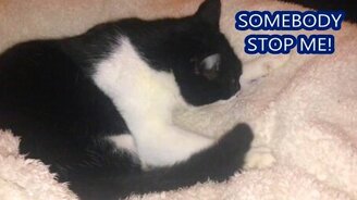 Котяра яро стелет - смотреть видео (0:48)