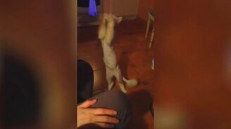 Кот против резинки - смотреть видео (0:57)