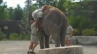 Как залезть на слона - смотреть видео (1:18)