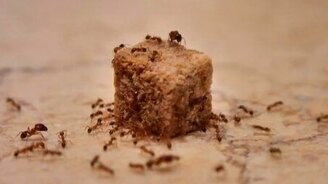 Муравьи тащат сухарь - смотреть видео (3:46)