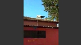 Тёлочка прыгает с крыши - смотреть видео (0:28)