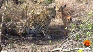 Леопард передумал есть малыша антилопы - смотреть видео (2:45)