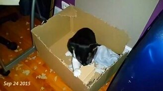 Кот дербанит коробку - смотреть видео (1:10)