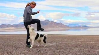 Очень надрессированная собака - смотреть видео (0:40)