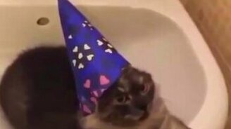 Кошачий настрой на новогодние праздники - смотреть видео (0:07)