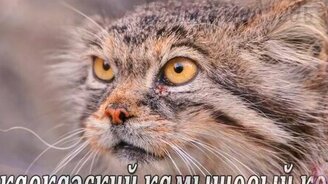 Красная книга России - смотреть видео (4:57)