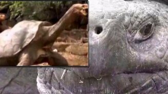 Животные, вымершие за нашу жизнь - смотреть видео (7:07)