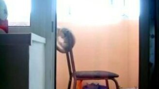 Кот-гимнаст на перекладине - смотреть видео (1:02)