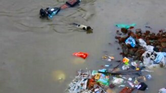 Собака спасает щенка в наводнение - смотреть видео (1:05)