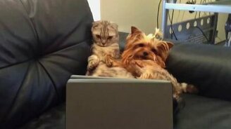 Кот и пёс смотрят кино - смотреть видео (0:09)