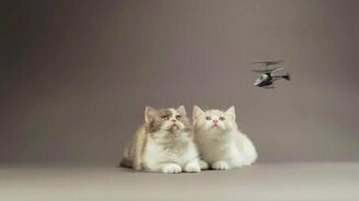 Котята против вертолётиков - смотреть видео (0:37)