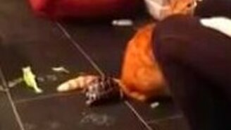 Черепаха-котоненавистница - смотреть видео (2:17)