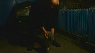 Цирковая кошечка - смотреть видео (0:38)