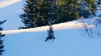 Лыжник срубил ёлку - смотреть видео (0:23)